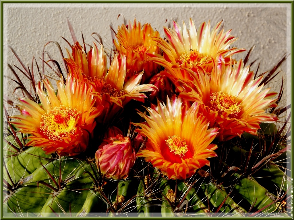 les fleurs